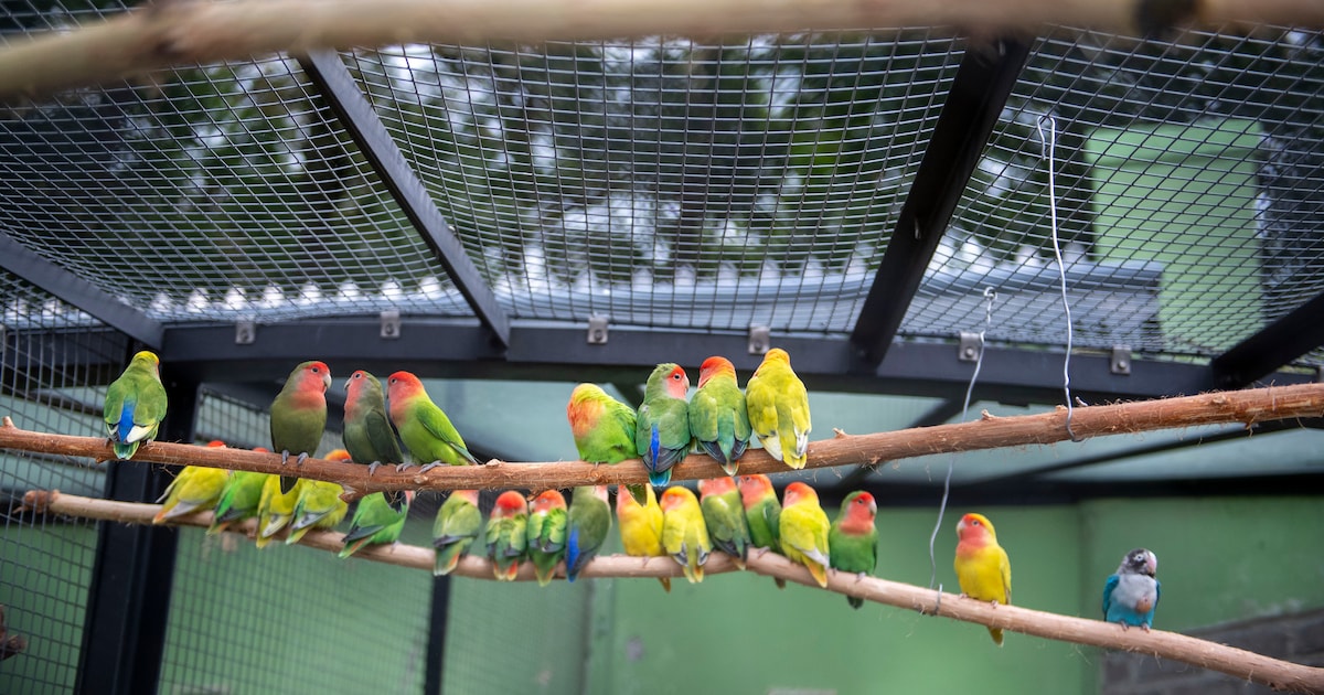 Neighbor receives compensation in case involving noisy parrots and parakeets