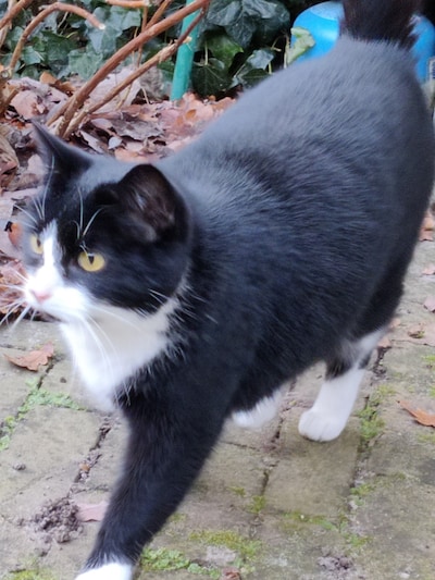 Heb jij Sjors, Bep of Saartje gezien? Deze zeven huisdieren worden in Den Bosch vermist