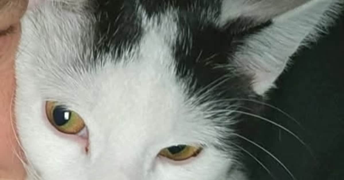Heb jij Pidgy of Mojo gezien? Deze twee huisdieren worden in Laarbeek vermist