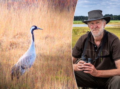 Filmpje laat zien hoe vogelgriep een kraanvogel dwingt tot Dance Macabre