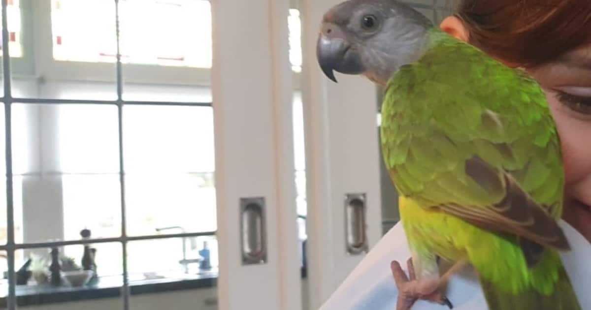 Heb jij Kiwi gezien? Dit huisdier wordt in Bergeijk vermist