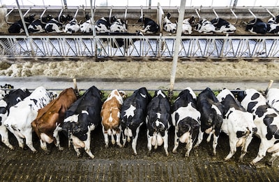 Gevolg kabinetsplannen: koeien vaker binnen en méér dieren in de stal