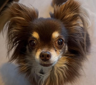 Zieke pups verkocht via Marktplaats: vrouw uit Veldhoven moet kopers dierenartskosten terugbetalen