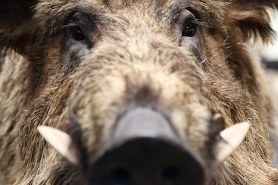 Biologische landbouwer wint zaak tegen provincie over vergoeding zwijnenschade