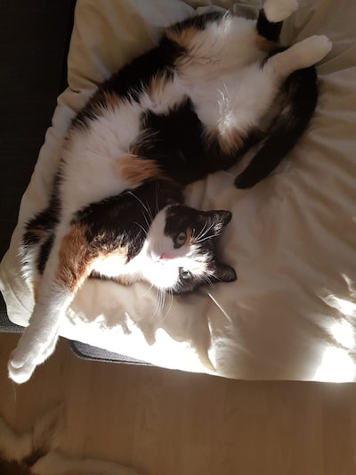 Heb jij Vlekje, James of Lucky gezien? Deze zes huisdieren worden in Eindhoven vermist