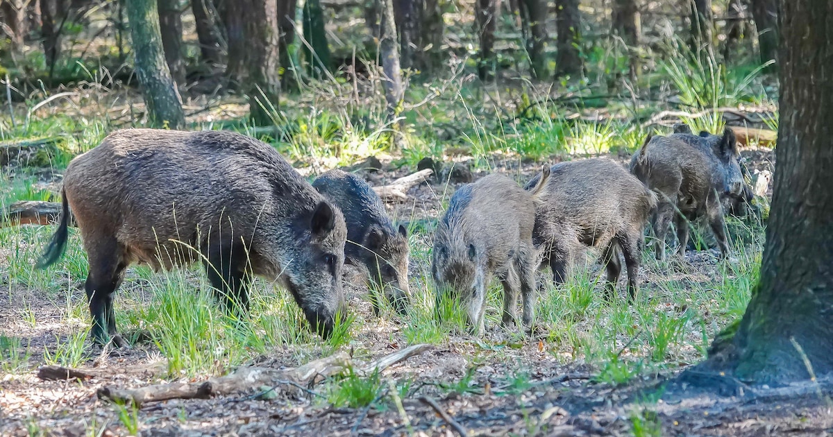 Zwijnen zorgen voor overlast in Cranendonck