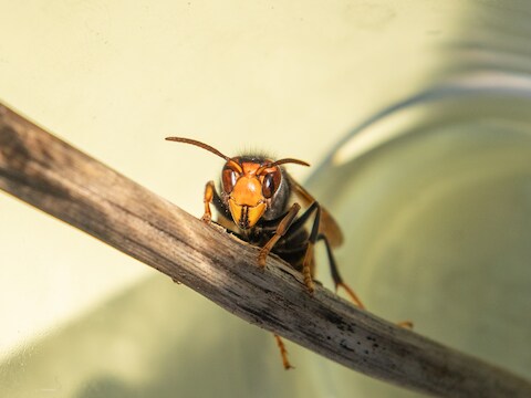 De Aziatische hoornaar.