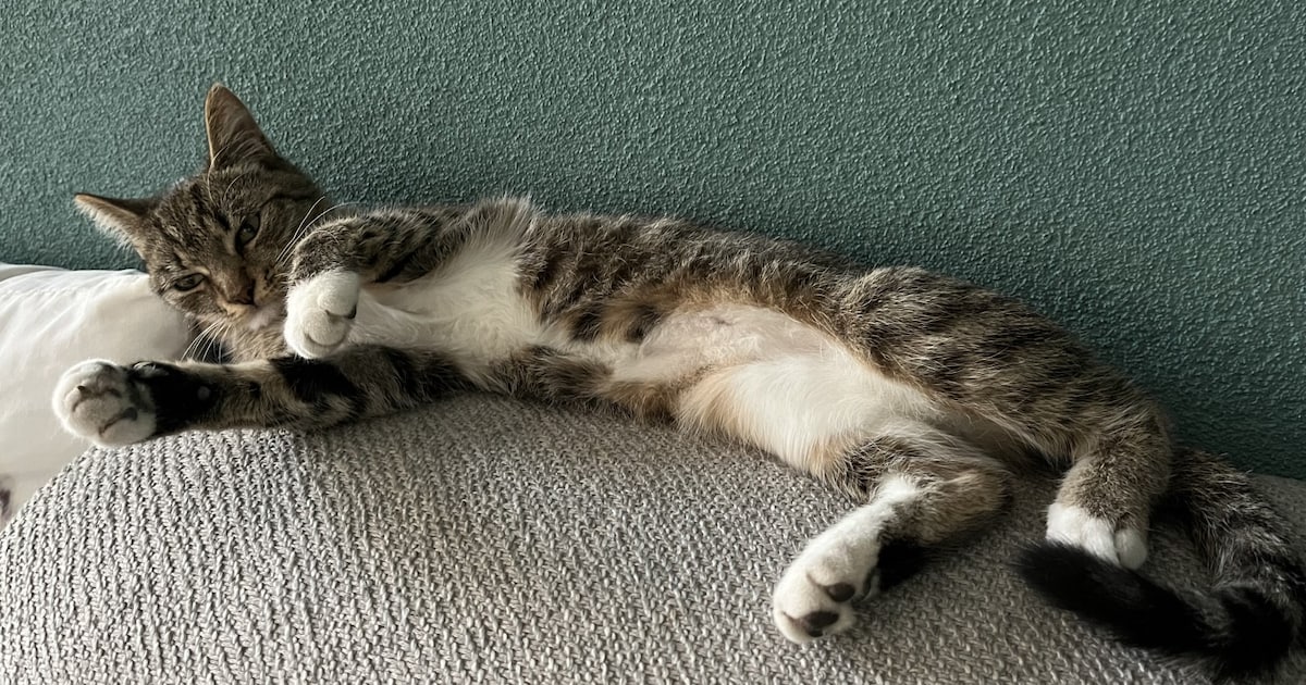 Heb jij Olöf of Ragnar gezien? Deze twee huisdieren worden in Oirschot vermist