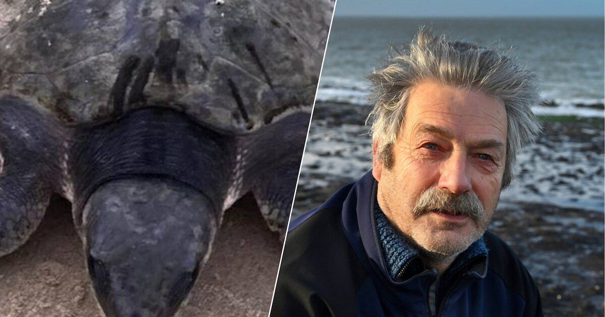 Zeer zeldzame zeeschildpad aangespoeld in Zoutelande: ‘Een van de meest bedreigde ter wereld’ | Foto