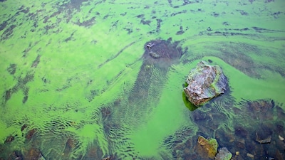 Waterschap Aa en Maas laat door droogte water met blauwalg in beken en sloten