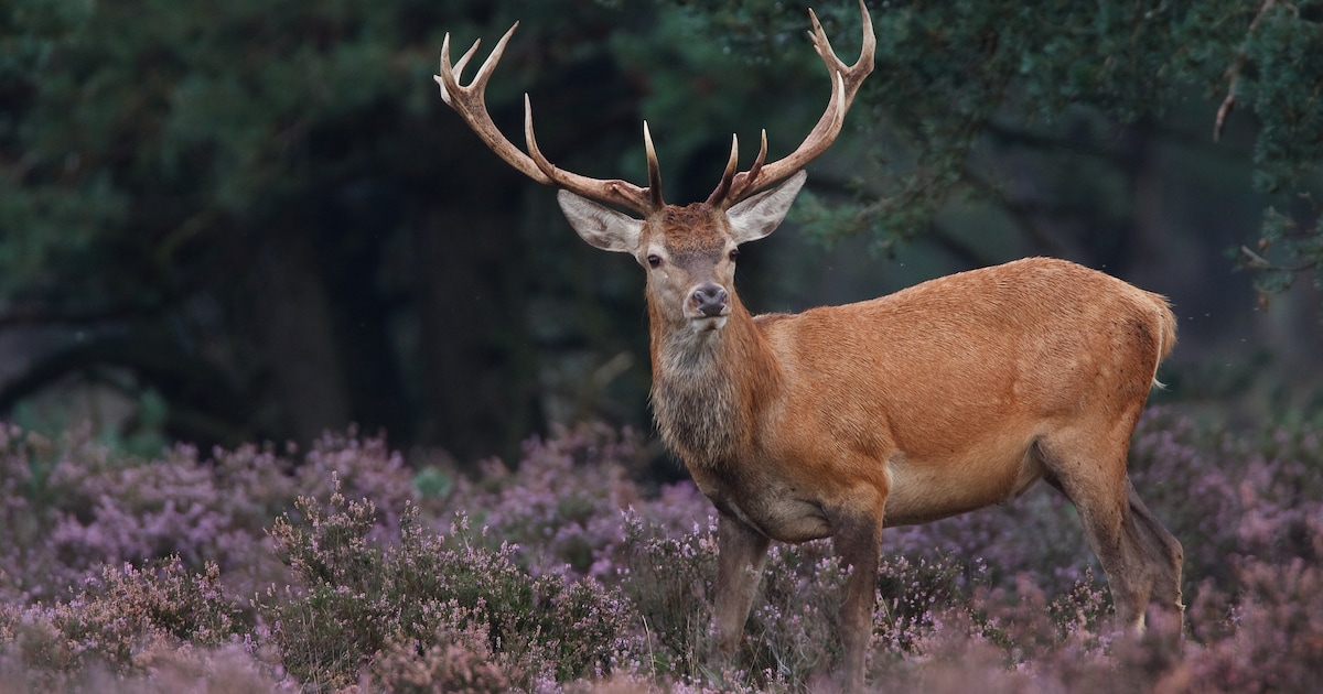 Film over Kempen~Broek te zien in Veldhoven