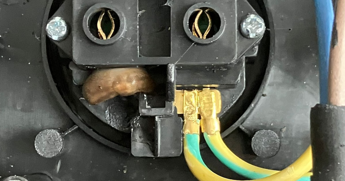 Glibberig mysterie: hoe overleeft deze slak in het stopcontact van ...