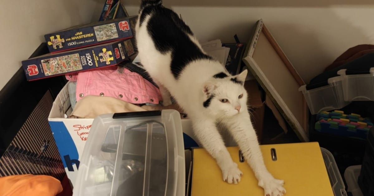 Heb jij Loki gezien? Dit huisdier wordt in Geldrop-Mierlo vermist