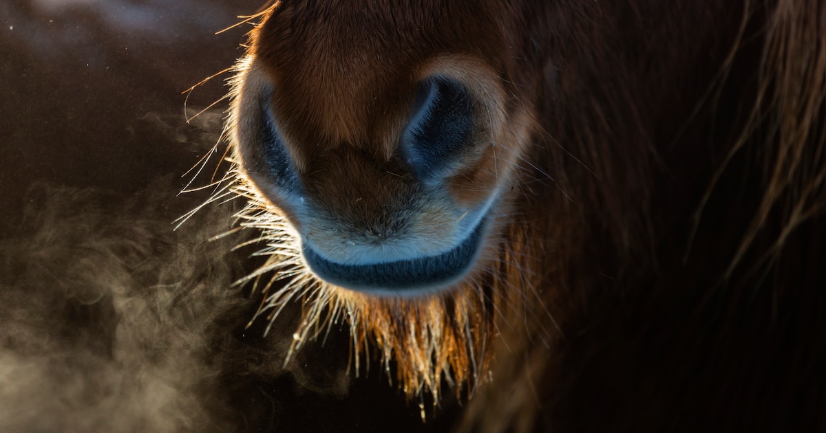 Man ernstig gewond na trap van op hol geslagen paard in Venhorst