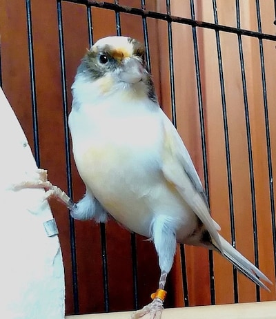 Heb jij Kiki gezien? Dit huisdier wordt in Den Bosch vermist