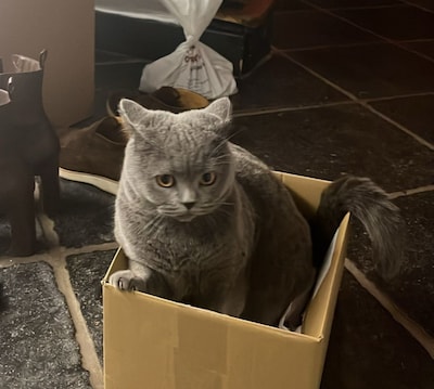 Heb jij Joep, Molly of Izzy gezien? Deze negen huisdieren worden in Den Bosch vermist