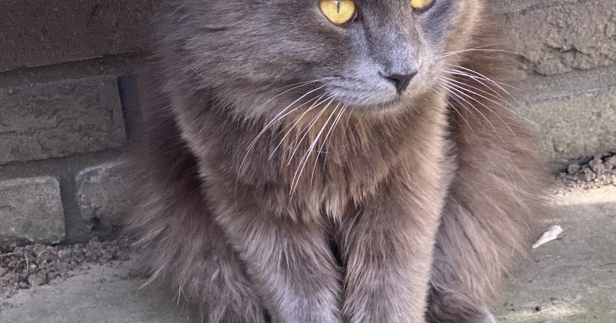 Heb jij Raffie gezien? Dit huisdier wordt in Nuenen, Gerwen en Nederwetten vermist