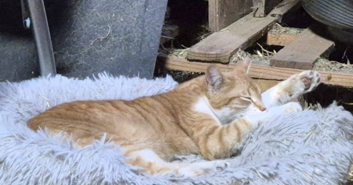 Heb jij Charly, Sammie of Akela gezien? Deze drie huisdieren worden in Veldhoven vermist