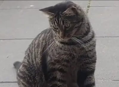 Heb jij Shelby, Bubbels of Chibi gezien? Deze zes huisdieren worden in Tilburg vermist