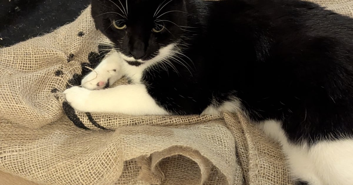 Heb jij Mickey gezien? Dit huisdier wordt in Someren vermist