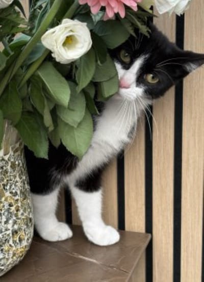 Heb jij Mimi, Toetie of Toeti gezien? Deze vier huisdieren worden in Helmond vermist