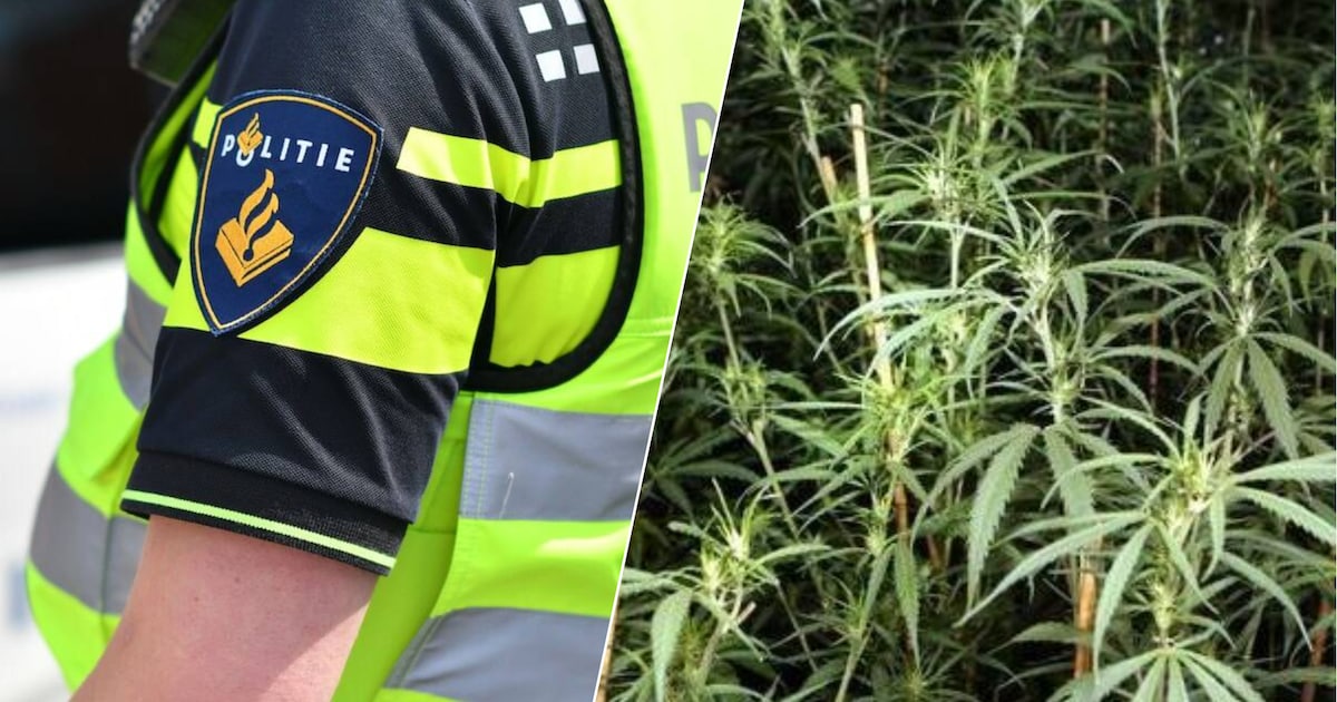 ‘Grote hoeveelheid’ hennep gevonden in pand in Best