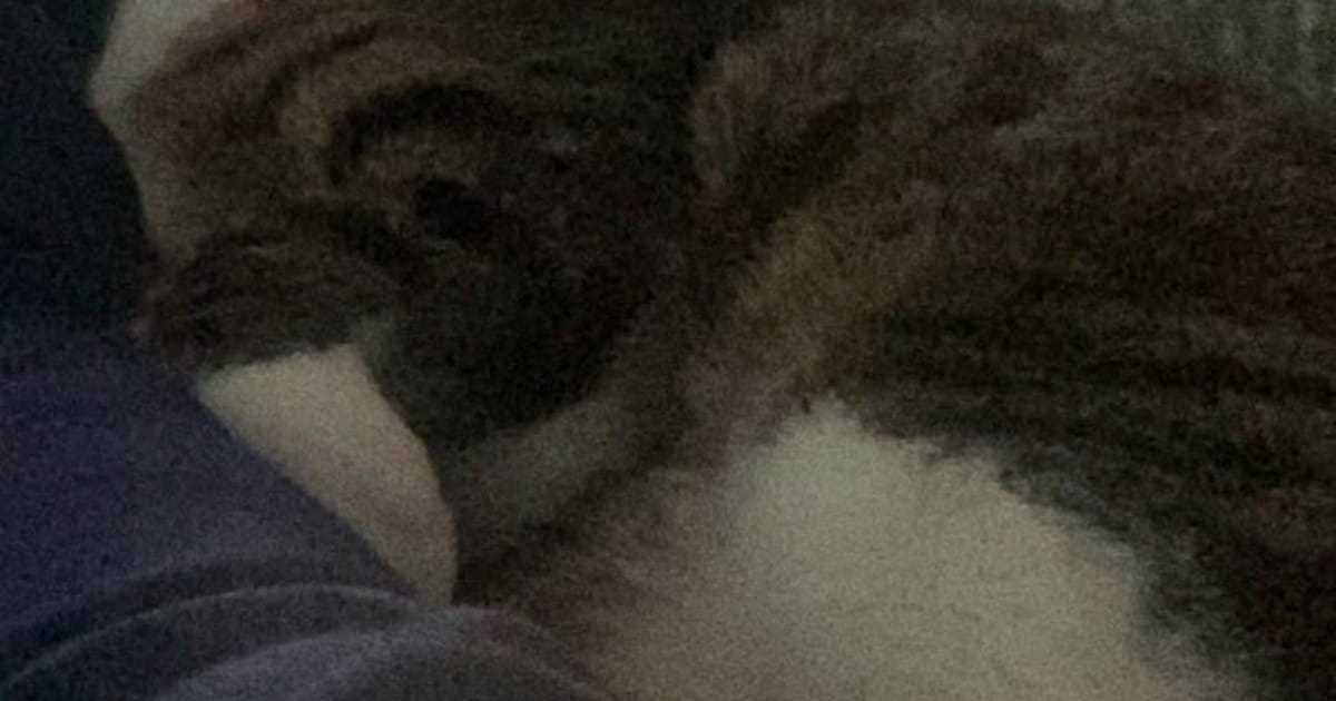 Heb jij Siep gezien? Dit huisdier wordt in Meierijstad vermist