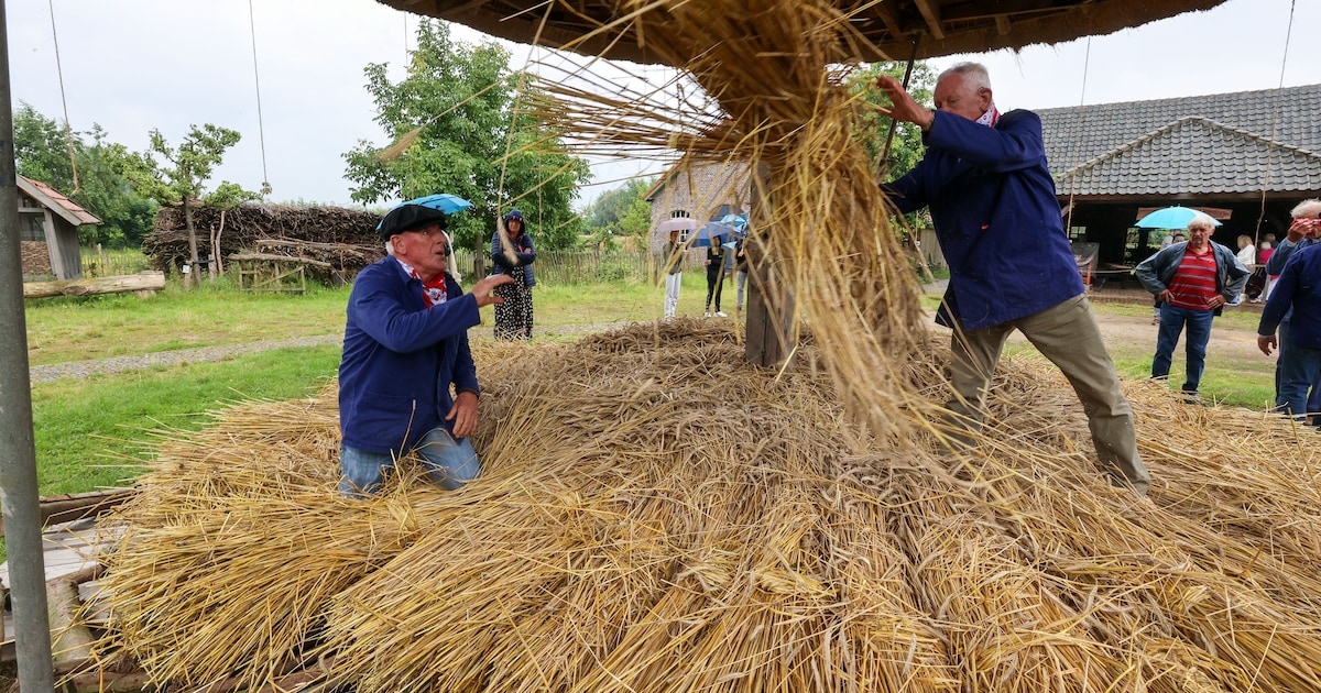 Oogstdag Boeren Bondsmuseum laat zien hoe oogsten 100 jaar geleden ging