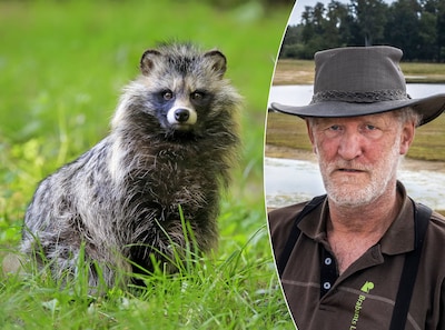 Deze roofdieren leven allang in Nederland, maar niemand ziet ze: ‘Ik moest in mijn ogen wrijven’