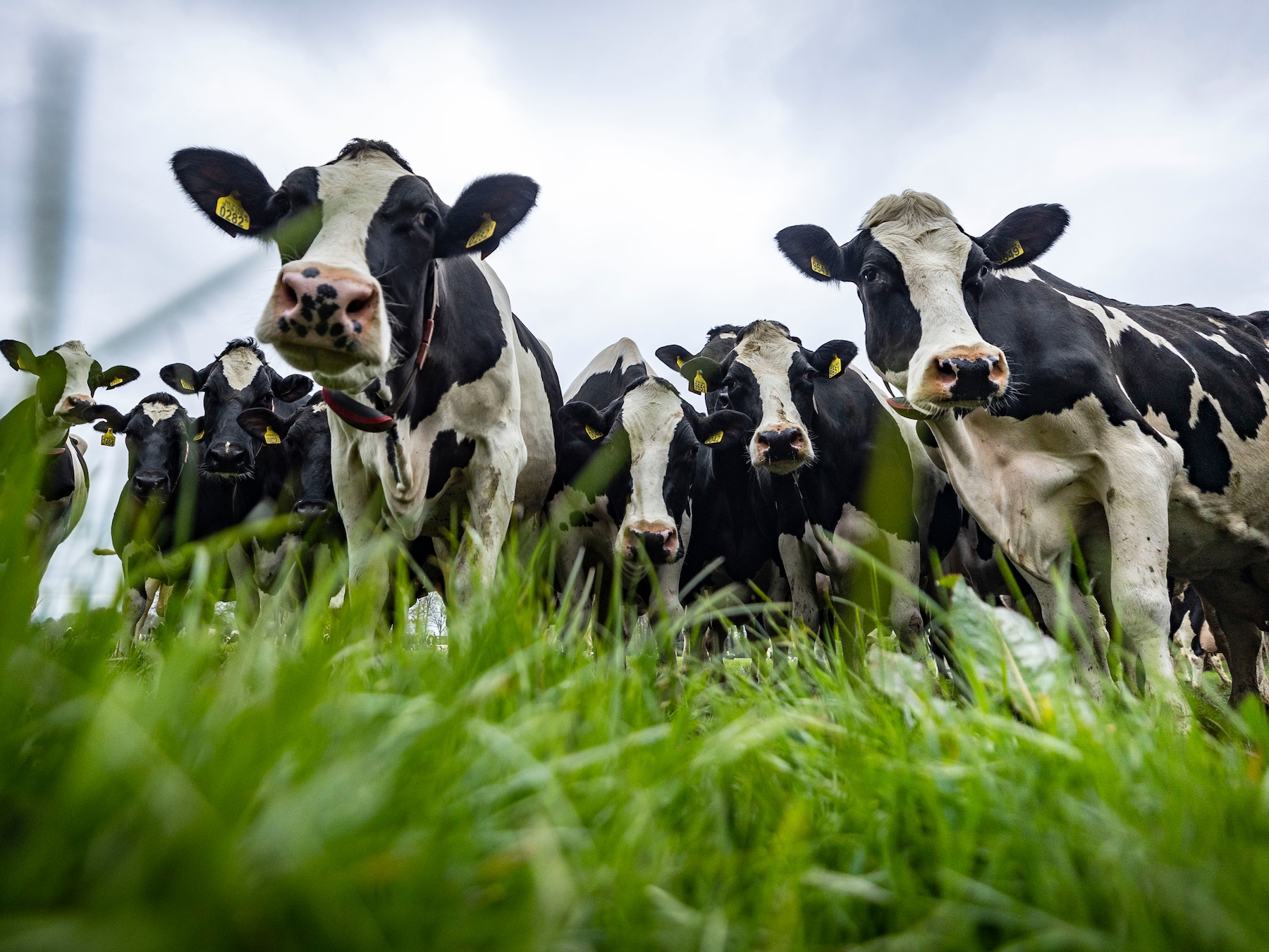 ‘Te veel veranderende regels’: ombudsman doet onderzoek naar gevolgen van overheidsbeleid voor boeren