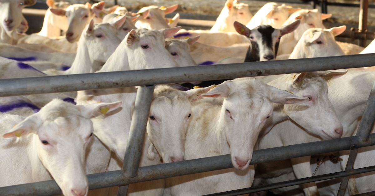 Sensoren van NXP in geitenmaag vertellen boer hoe gezond zijn vee is ...